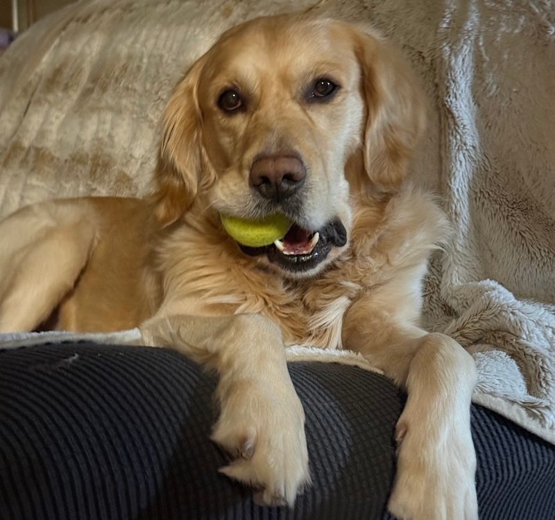 Blue Dunlap, a golden retriever, holding a tennis ball